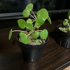 観葉植物　
ペペロミア　オイダスの画像