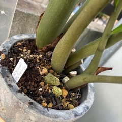 ザミオクルカス　ザミフォーリア　観葉植物　塊根植物　多肉植物　ビザールプランツ　レアプランツ　ガーデニング　植物　グリーン　趣味　盆栽　葉　花　庭　草　インテリア　おしゃれ　飾り　園芸　の画像