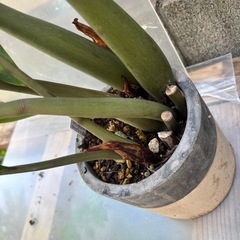 ザミオクルカス　ザミフォーリア　観葉植物　塊根植物　多肉植物　ビザールプランツ　レアプランツ　ガーデニング　植物　グリーン　趣味　盆栽　葉　花　庭　草　インテリア　おしゃれ　飾り　園芸　の画像