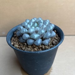 ハオルチア　オブツーサ①の画像