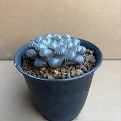 ハオルチア　オブツーサ①の画像