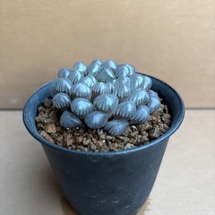 ハオルチア　オブツーサ①の画像