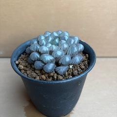 ハオルチア　オブツーサ①の画像