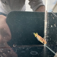 AW03めだかの画像