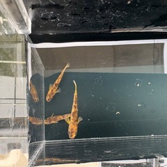 AW03めだかの画像