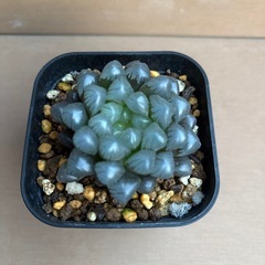 ハオルチア　オブツーサ②の画像