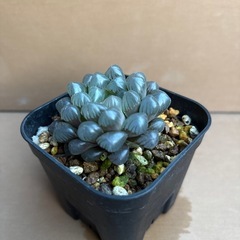 ハオルチア　オブツーサ②の画像