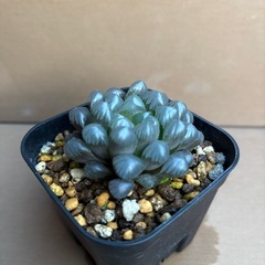 ハオルチア　オブツーサ②の画像