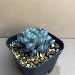 ハオルチア　オブツーサ②の画像