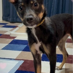 保護犬のひとみちゃん　約5ヶ月