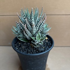 ハオルチア　特アルバの画像