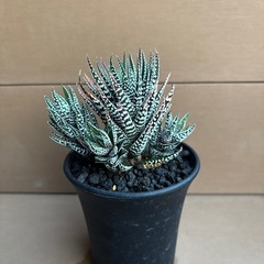 ハオルチア　特アルバの画像