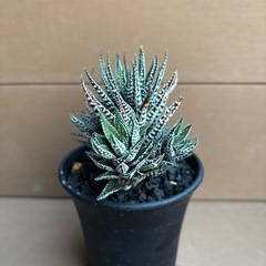 ハオルチア　特アルバの画像