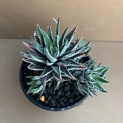 ハオルチア　特アルバの画像