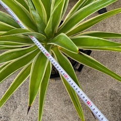 観葉植物　　多肉植物　アガベ
の画像