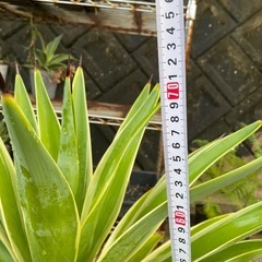 観葉植物　　多肉植物　アガベ
の画像