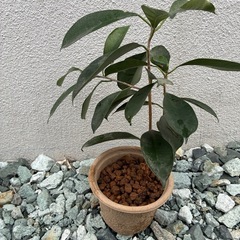 ガジュマル★の画像