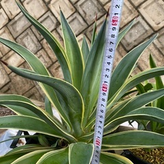多肉植物　アガベの画像