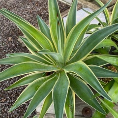 多肉植物　アガベの画像
