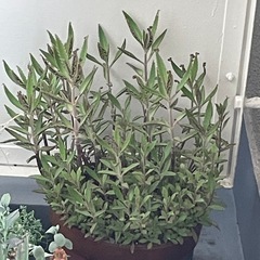 【多肉植物】不死鳥 カランコエ属 カット苗 大量の画像