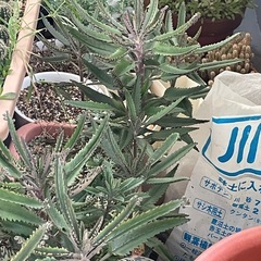【多肉植物】不死鳥 カランコエ属 カット苗 大量の画像