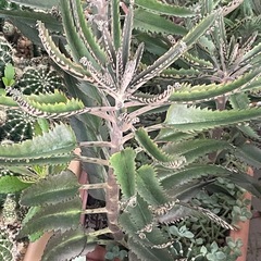 【多肉植物】不死鳥 カランコエ属 カット苗 大量の画像
