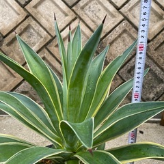 多肉植物　アガベの画像