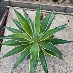 多肉植物　アガベの画像