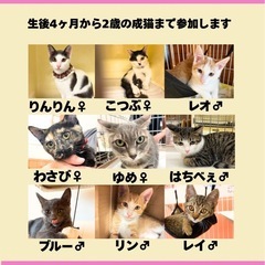 明日❣️保護猫　譲渡会　来ませんか？ - 熊本市