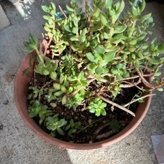 多肉植物　鉢つきの画像