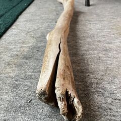 流木 オブジェの画像