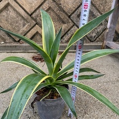 多肉植物　アガベの画像