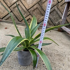多肉植物　アガベの画像