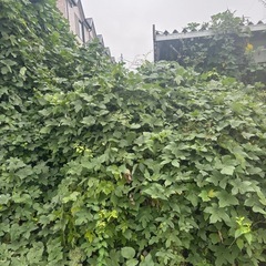 空き家の草取りもお任せ下さい！！