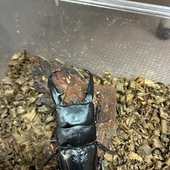 パラワンオオヒラタクワガタペア
の画像