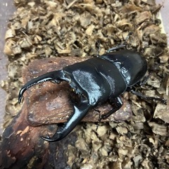 パラワンオオヒラタクワガタペア
の画像