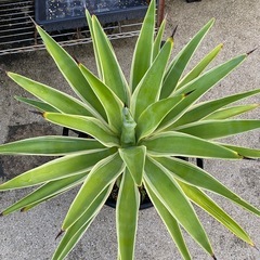 観葉植物　　多肉植物　アガベ
の画像