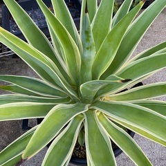 観葉植物　　多肉植物　アガベ
の画像