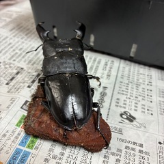 パラワンオオヒラタクワガタB品の画像