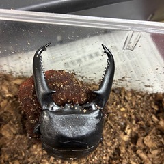 パラワンオオヒラタクワガタB品の画像