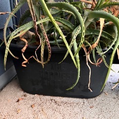 アロエ　観葉植物の画像