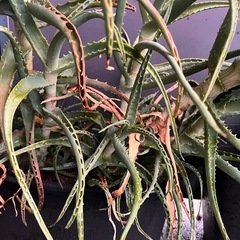 アロエ　観葉植物の画像