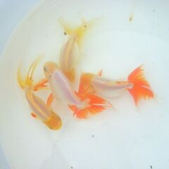 金魚-立派な大型オランダの画像