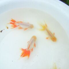 金魚-立派な大型オランダの画像