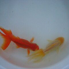 金魚-立派な大型オランダの画像