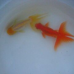 金魚-立派な大型オランダの画像