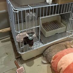 小ー中動物育成セットの画像