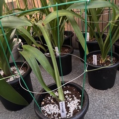 アマリリス　八重　赤　29鉢　植物　花の画像