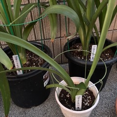 アマリリス　八重　赤　29鉢　植物　花の画像