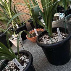 アマリリス　八重　赤　29鉢　植物　花の画像